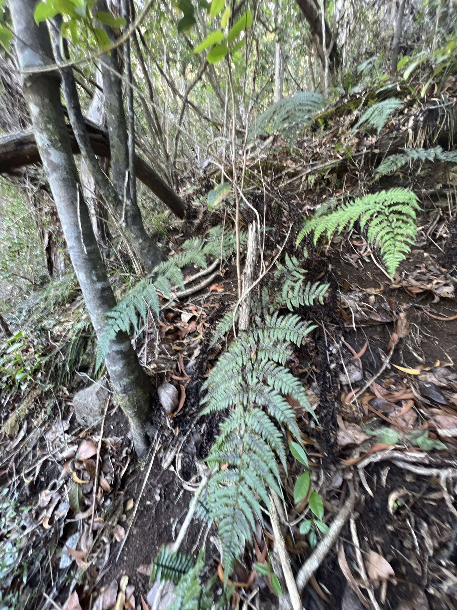 Image of Pacific Wood Fern