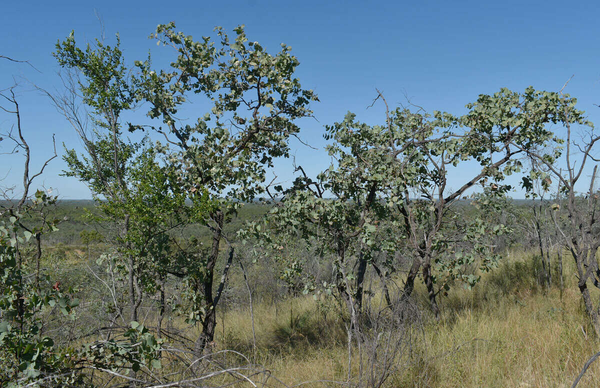 Image of Eucalyptus shirleyi Maiden