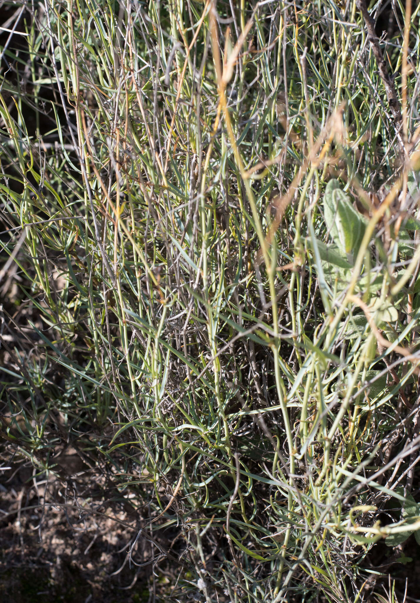 Image of Bupleurum fruticescens Loefl. ex L.