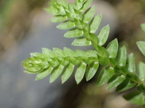 Image of Selaginella remotifolia Spring