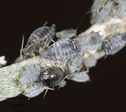 Image of Aphid