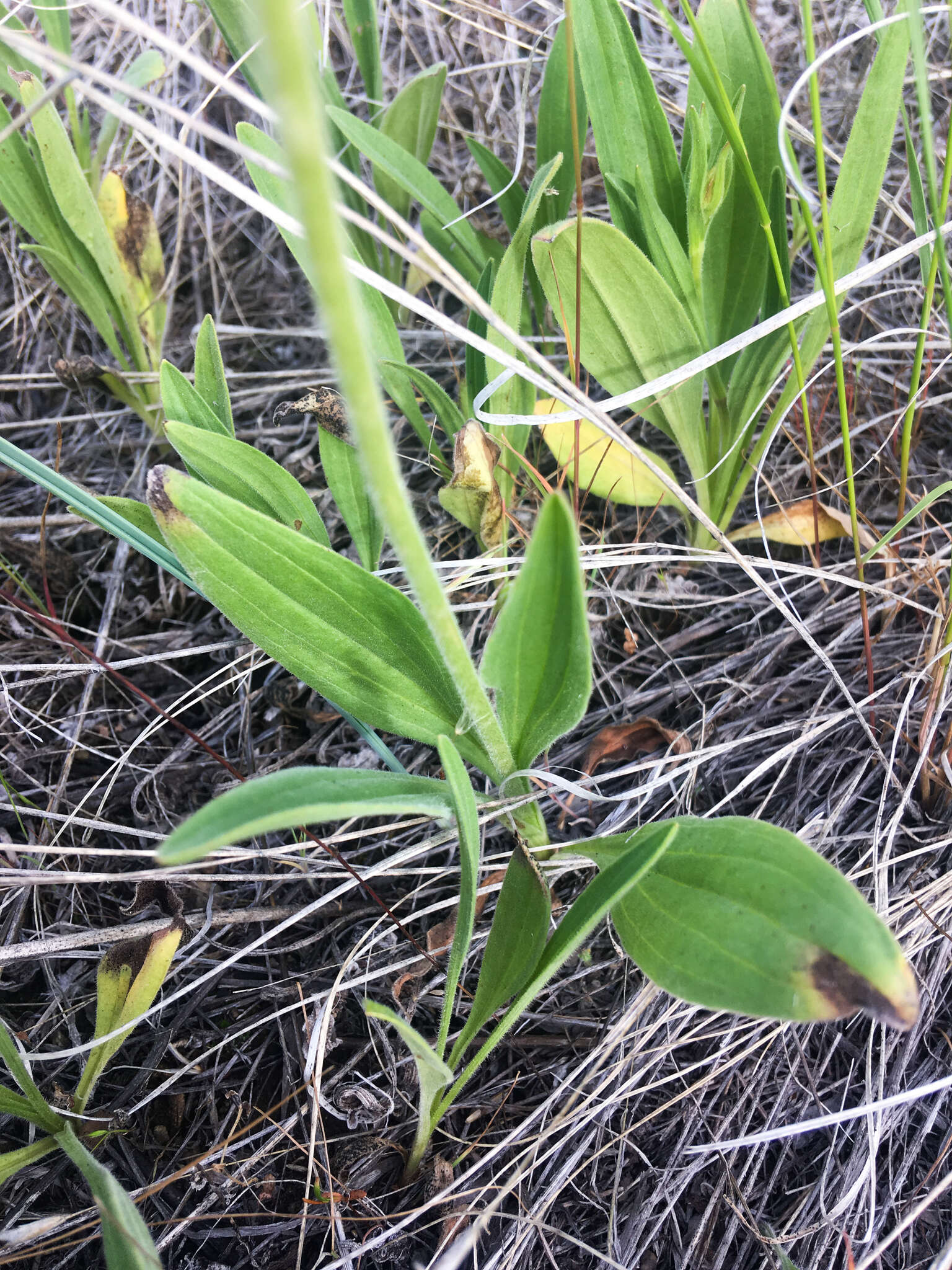 Imagem de Arnica fulgens Pursh