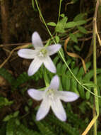 Campanula californica (Kellogg) A. Heller resmi