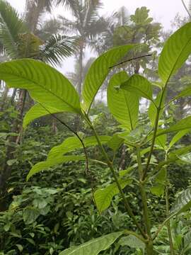 Image of Palicourea berteroana (DC.) Borhidi