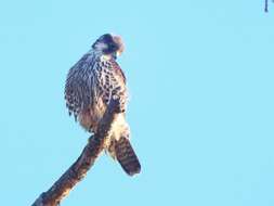Image of Falco peregrinus anatum Bonaparte 1838