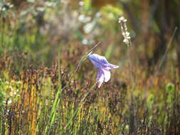 Plancia ëd Gladiolus inflexus Goldblatt & J. C. Manning