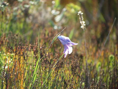 Plancia ëd Gladiolus inflexus Goldblatt & J. C. Manning