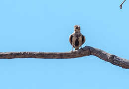 Image of Chestnut-backed Sparrow-Lark