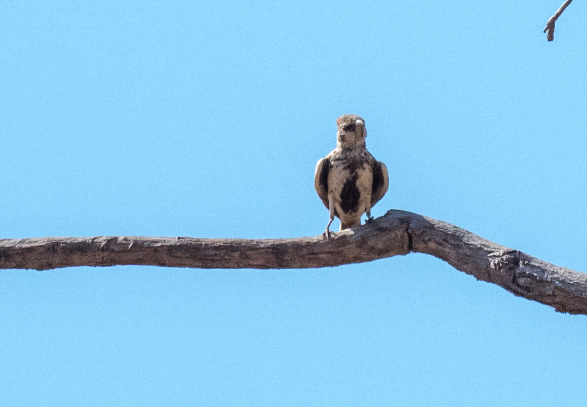 Image of Chestnut-backed Sparrow-Lark