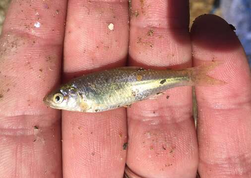 Image of Red Shiner