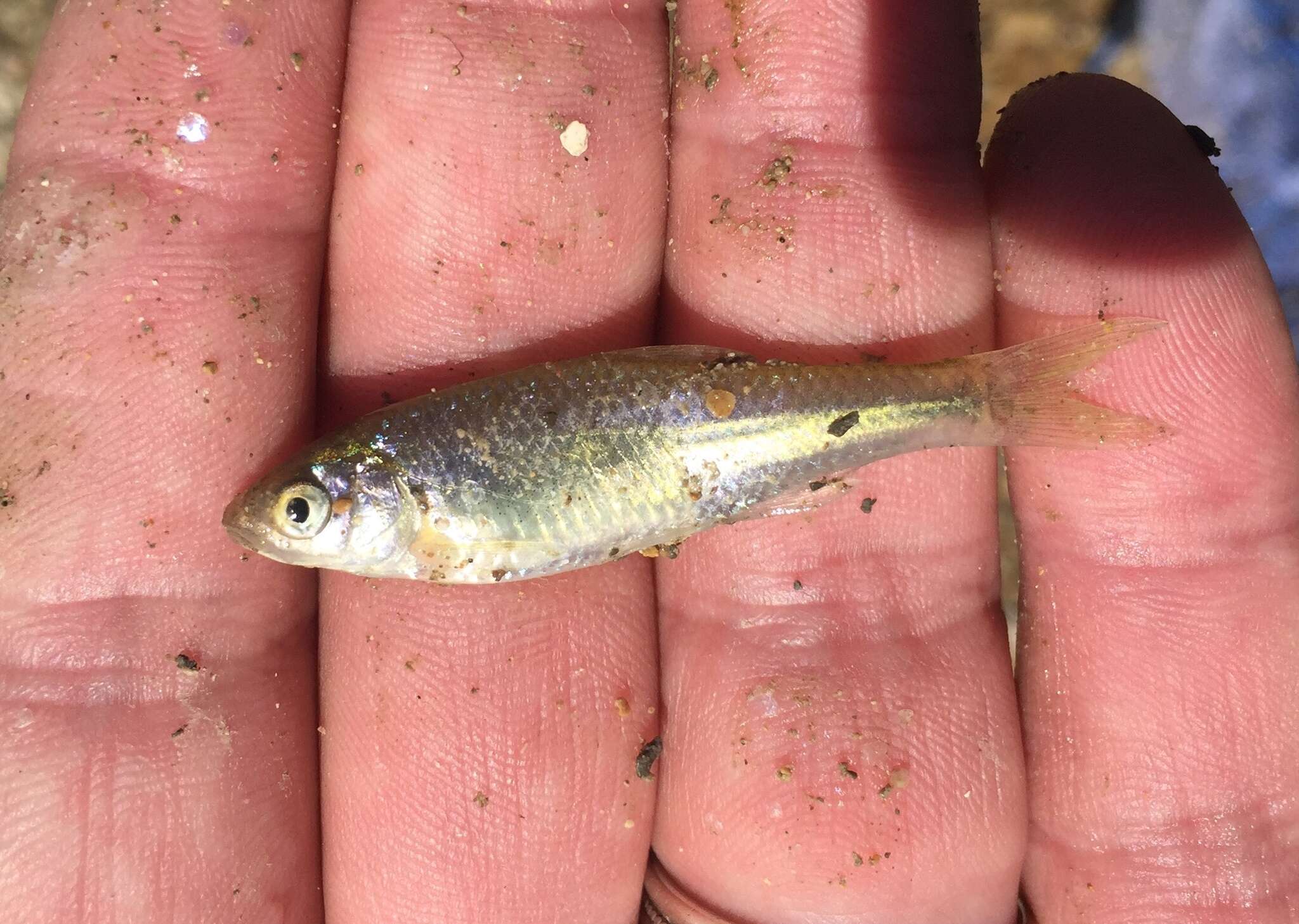 Image of Red Shiner