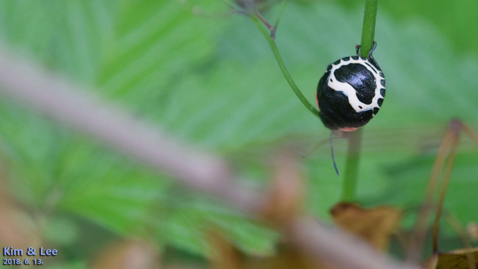 Image de <i>Poecilocoris lewisi</i>