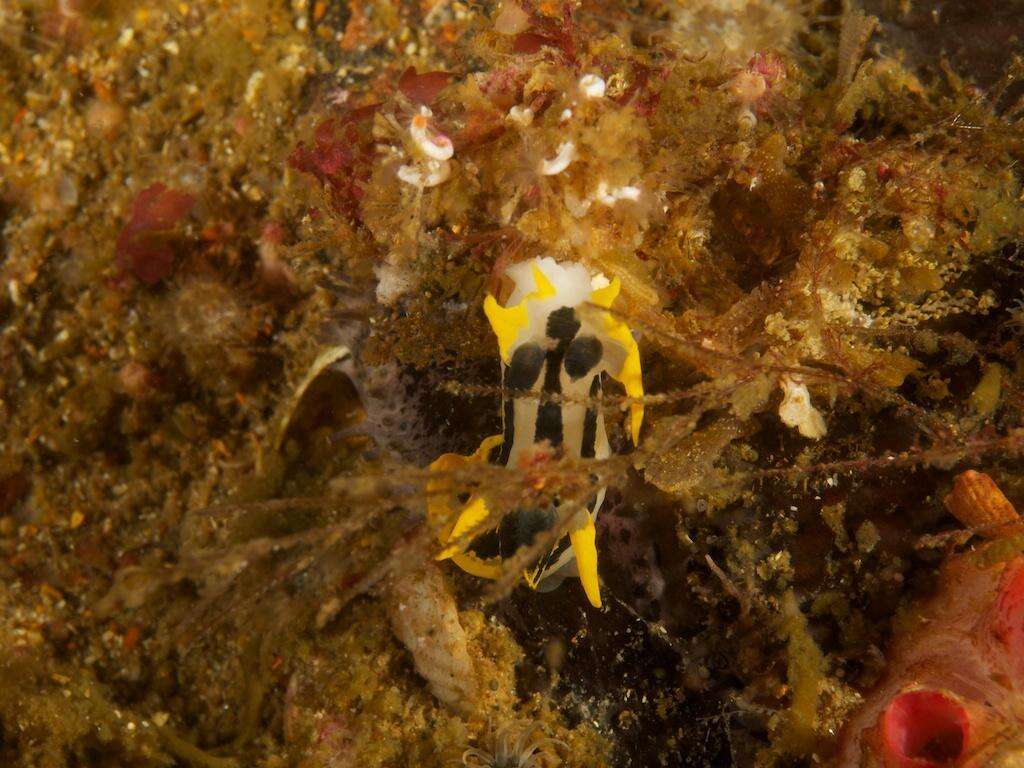 Image of Crowned nudibranch