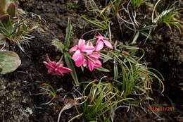 Image of Rhodohypoxis