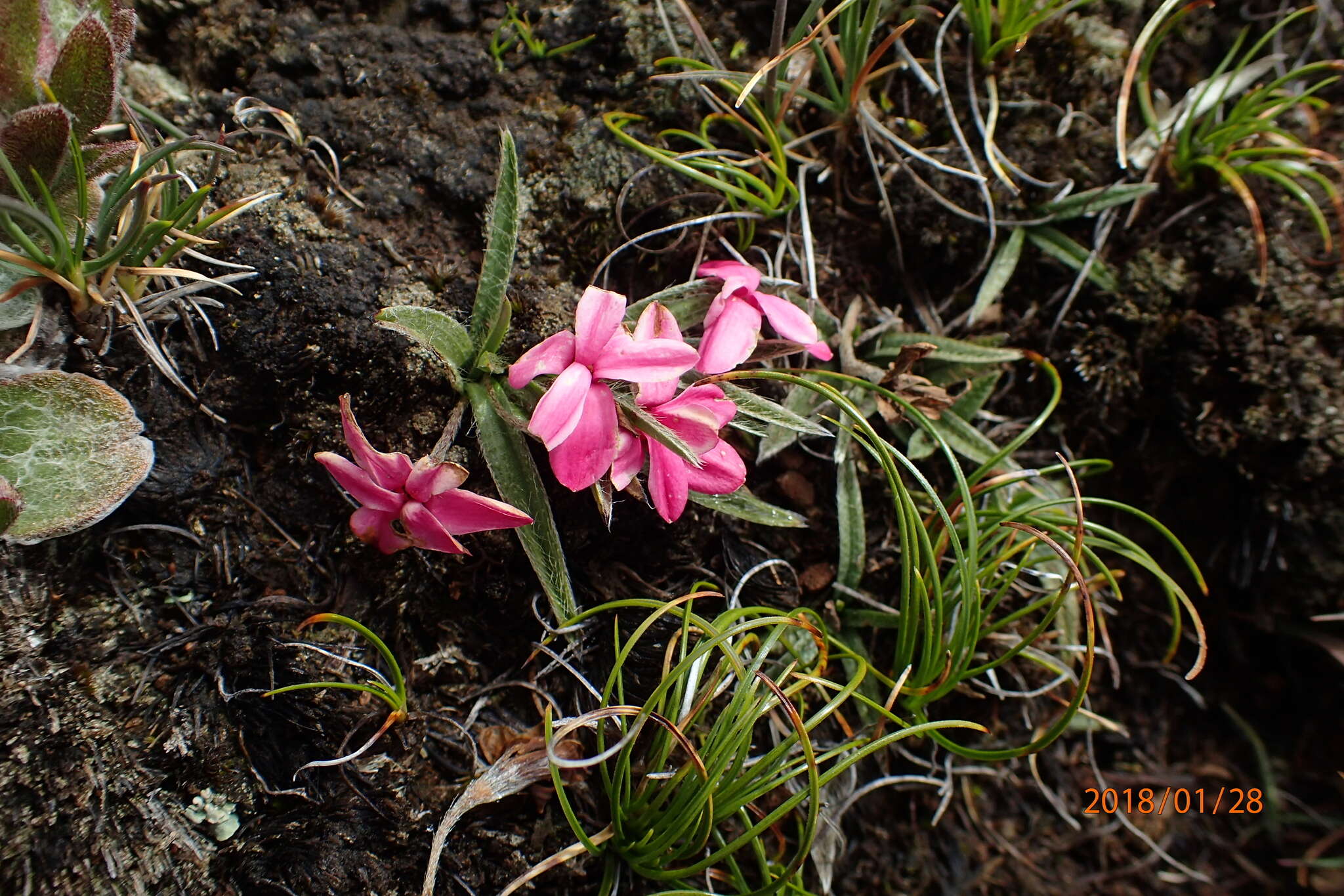 Image of Rhodohypoxis