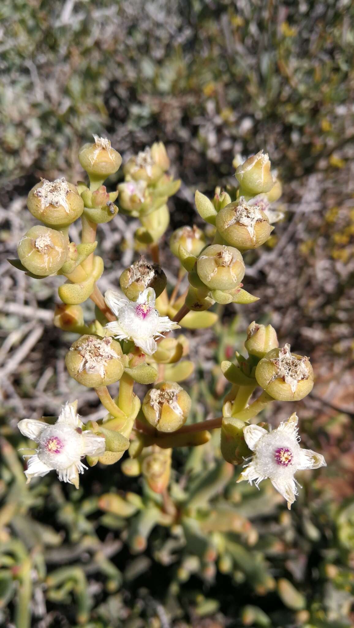 Imagem de Stoeberia frutescens (L. Bol.) E. van Jaarsveld