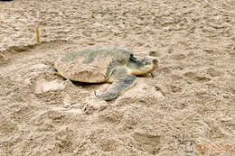 Image of Ridley sea turtles