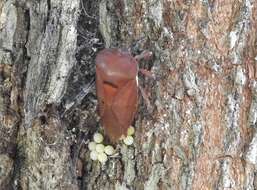 Image of litchi giant stink bug