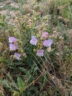 Image of James' beardtongue