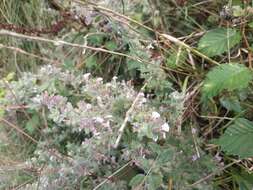 Imagem de Teucrium scordium subsp. scordioides (Schreb.) Arcang.