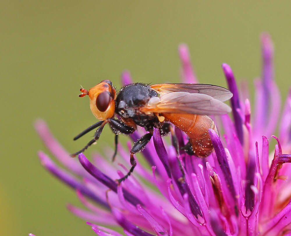 Melanosoma bicolor (Meigen 1824)的圖片