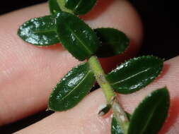 Cassinia denticulata R. Br resmi