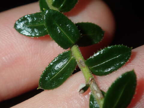 Plancia ëd Cassinia denticulata R. Br