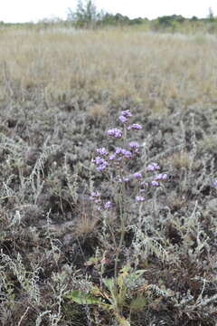 Imagem de Limonium tomentellum (Boiss.) O. Kuntze