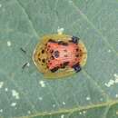 Image of Laccoptera (Sindiola) hospita Boheman 1855