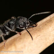 Image of Myrmecia queenslandica Forel 1915