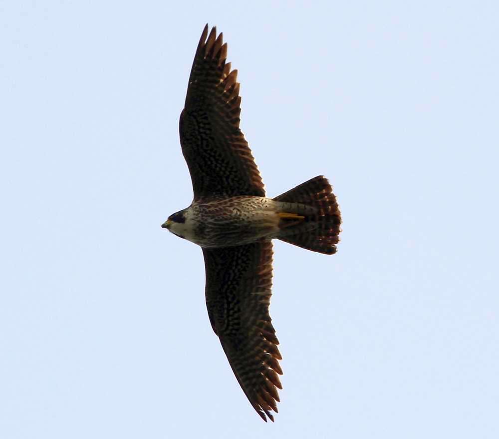 Image of Falco peregrinus pelegrinoides Temminck 1829