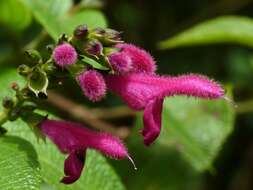 Image of Salvia tortuosa Kunth