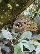 Imagem de Caligo brasiliensis minor Kaye 1904