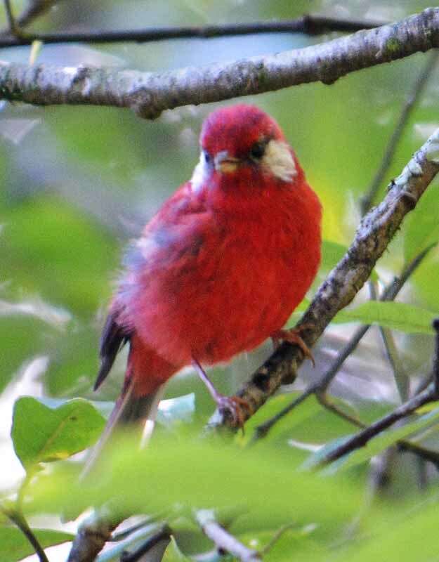 Image of Red Warbler