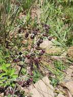 Image of Schizoglossum atropurpureum subsp. atropurpureum