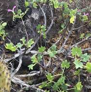 Imagem de <i>Malva assurgentiflora</i> subsp. <i>glabra</i> (Philbrick) M. F. Ray