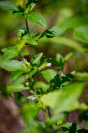 Image of American false pennyroyal