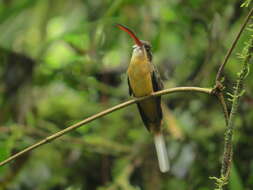 Image of Tawny-bellied Hermit