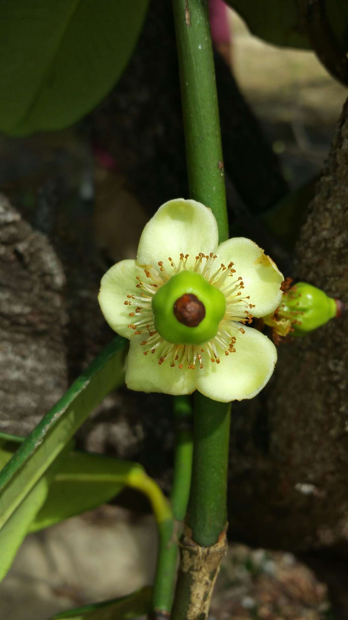 Image of Garcinia pervillei (Planch. & Triana) Vesque