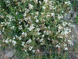 Ageratina glechonophylla (Less.) R. King & H. Rob. resmi