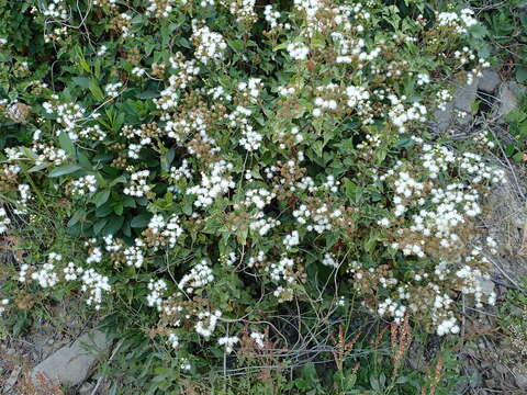 Ageratina glechonophylla (Less.) R. King & H. Rob. resmi