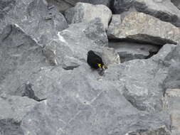 Image of Black Siskin