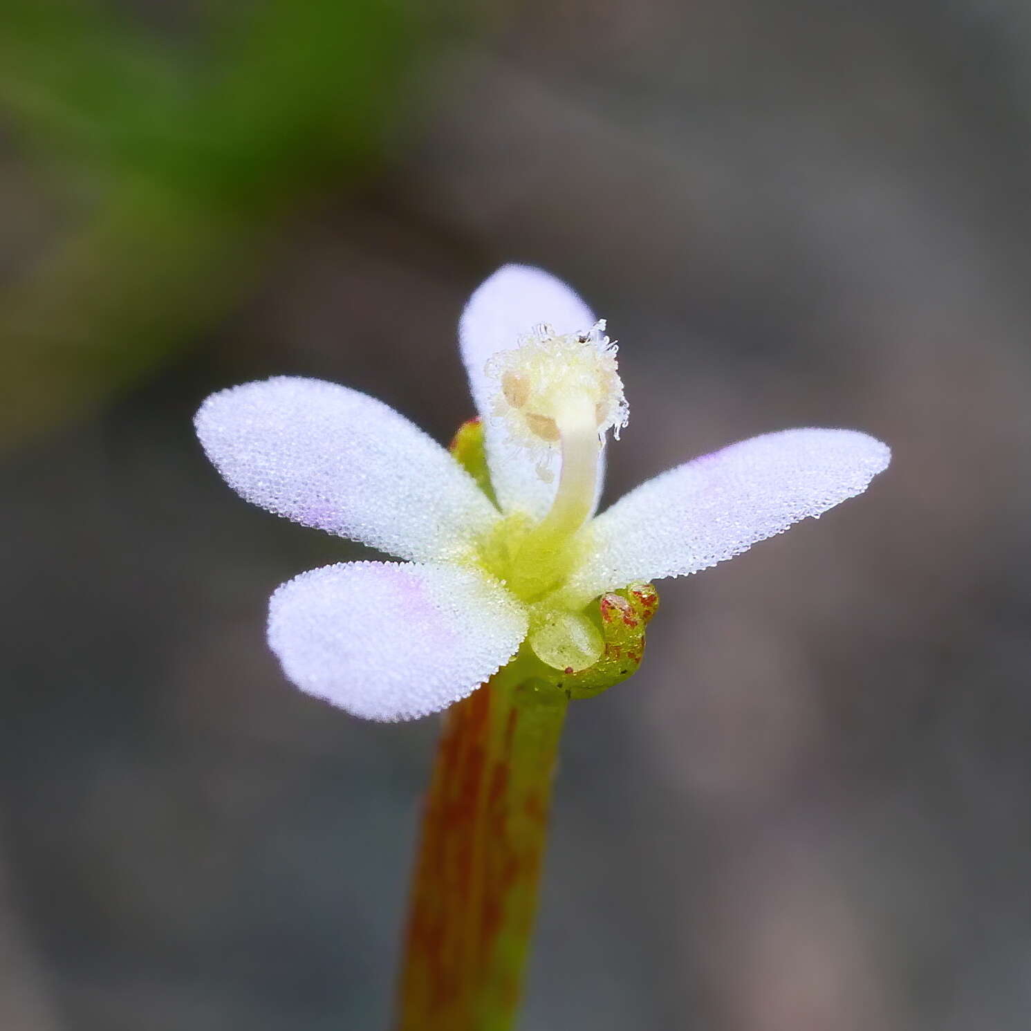 Image de Stylidium despectum R. Br.