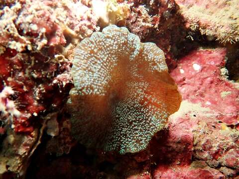 Image of Mushroom anemone