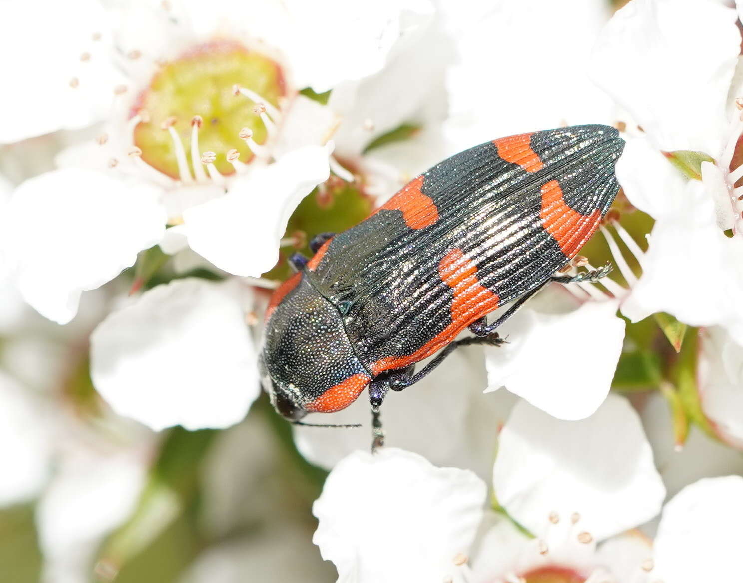 Image of Castiarina grata (Saunders 1869)