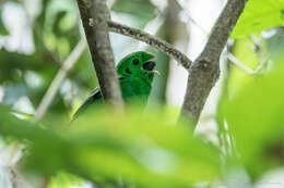 Image of Calyptomena viridis caudacuta Swainson 1838