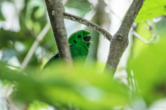 Sivun Calyptomena viridis caudacuta Swainson 1838 kuva