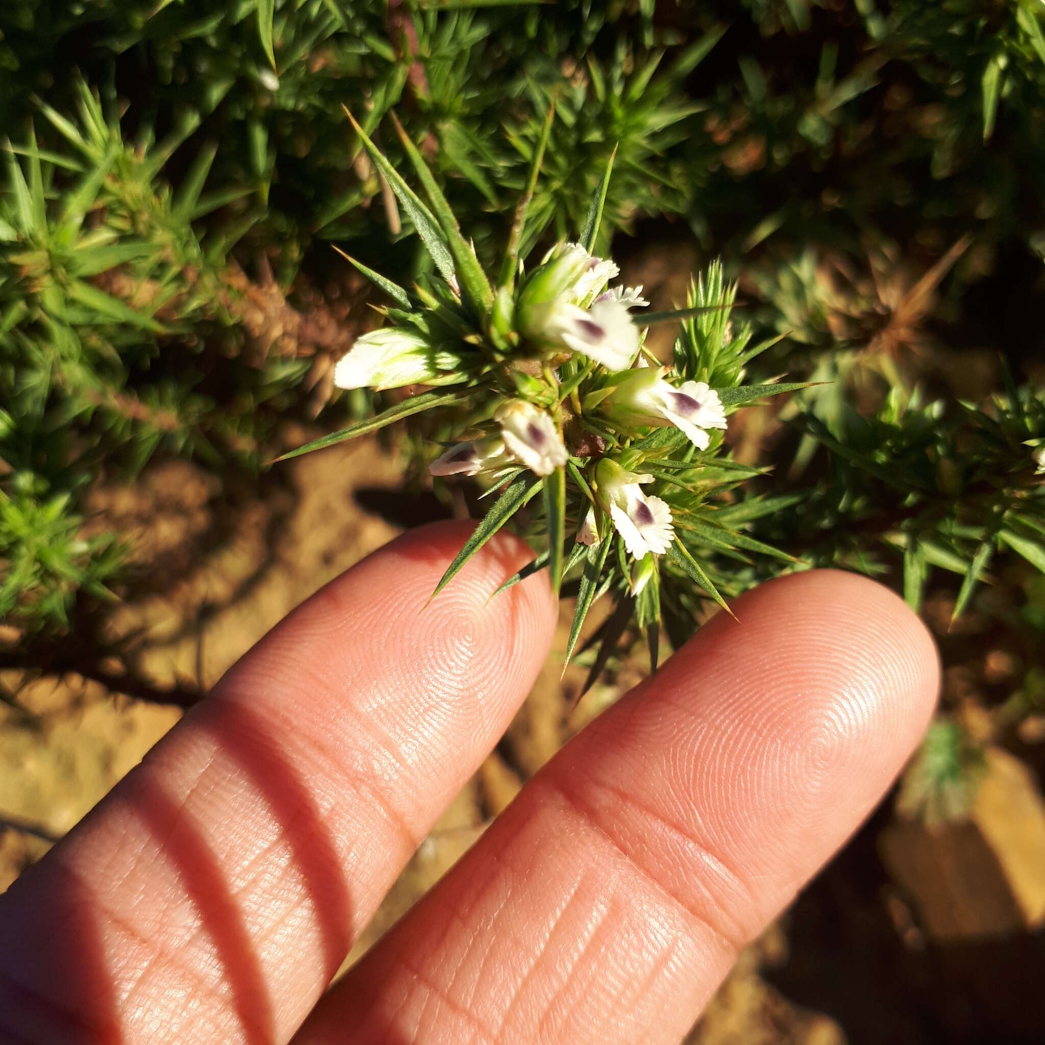 Image of Muraltia ononidifolia Eckl. & Zeyh.