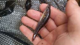 Image of Striped gudgeon