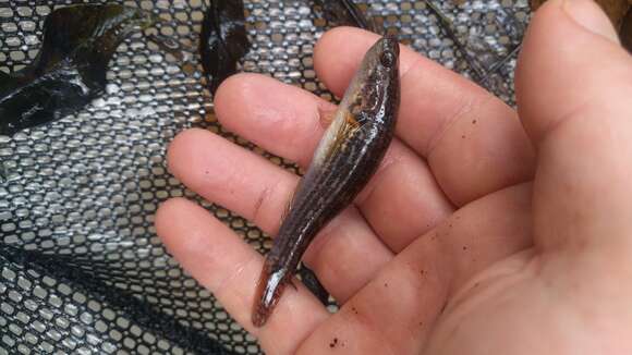 Image of Striped gudgeon